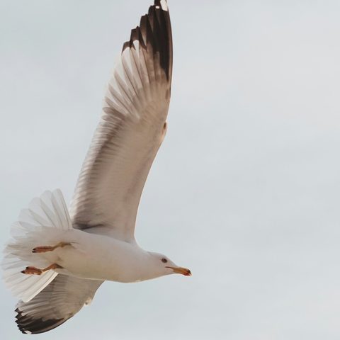 Seagull in flight over water