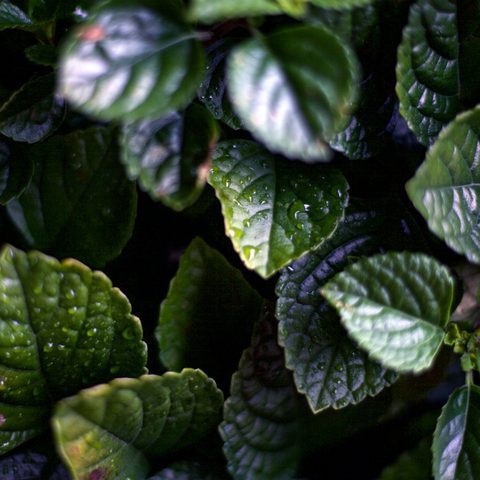 Green leaves, close up nature photo
