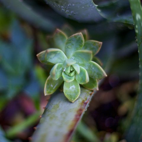Succulent plant, close up nature photo